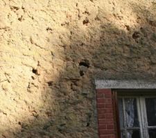 Le mur en bauge de la facade sud