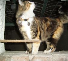 Inspecteur des travaux finis