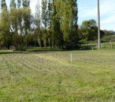 Terrain avant coupe des arbres