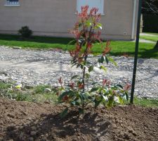 Photinia red robin