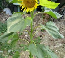 Une belle surprise en revenant de vacances , tournesol a fait son apparition