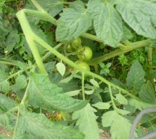 Des tomates partout dans le jardin aussi , vraiment bizzare la nature