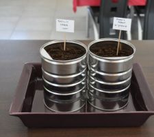 Plantation dans la cuisine, dès que c'est assez rigoureux, hop, dans un bac dehors ;)