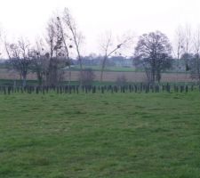 La communauté de commune est venue nous planter 1000 arbres sur 1ha. On a passé un week end à mettre les protections !!