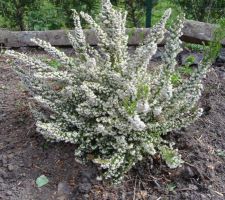 3 erica arborea pink joy