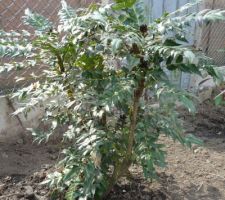 19 mahonia charity