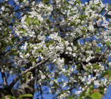 Cerisier en fleur