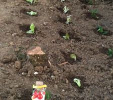 Le potager