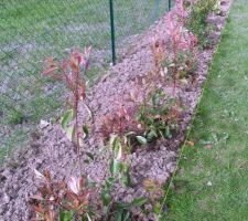 Photinia red robin