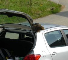 Notre ami le chat ... il a rayé ma voiture pour rentrer dans mon coffre, RRRRRR !!!