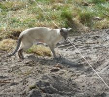 Monsieur l'Inspecteur en Chef des travaux finis vérifie la tension et le bon alignement des cordeaux!