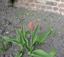 Les premier tulipes