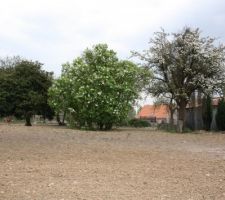 Lilas et pommier en fleurs et gros buis à tailler au mileu du terrain