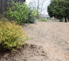 Petits arbustes déplantés de chez moi et replantés à la maison