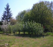 Tous les arbres fruitiers existants &agrave; l'heure actuelle (prise depuis le portail)