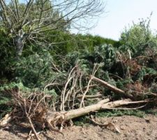 Haie arrach&eacute;e