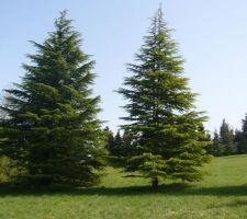 Voici les arbres ! enfin 2, il y en a 6 !