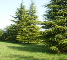 Toujours les arbres !