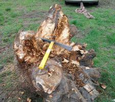 "Amincissement" de la souche afin de pouvoir la d&eacute;placer