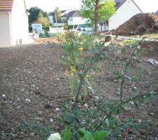 Les plantations de la haie.