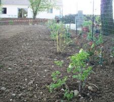 Les plantations de la haie.