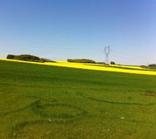 Petite verdure derrière chez nous, c beau!
