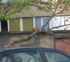 Notre visiteur du jour , tres calin et curieux