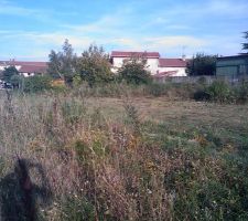 Terrain avant débroussaillage complet