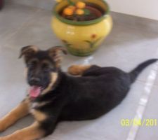 Notre chien de garde, encore b&eacute;b&eacute;, 3 mois