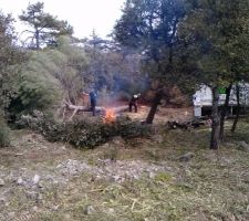 Le gros pin est tomb&eacute; 3 en tout