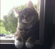 Un intru !!!lol milou gros balou à 7 mois