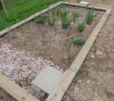 2ème bac phyto épuration (filtre horizontal) après 3 semaines de fonctionnement: les plantes s'épanouissent très bien.