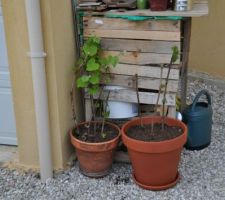 Des pieds de vigne... que des boutures qu'on m'a données