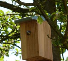 Une mésange bleue