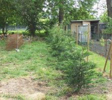 Cypr&egrave;s d&eacute;plant&eacute;s de notre location actuelle et replant&eacute;s au terrain. Reprendrons ou pas, on va essayer...