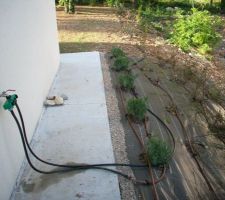 La deuxième arrivée d'eau pour le goutte à goutte.