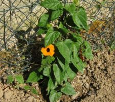 SUZANNE ou thunbergia