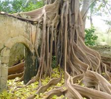 Voyage en guadeloupe, La maison des esclaves, envahie par les figuiers maudits