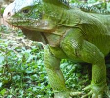 Voyage en guadeloupe, Iguane