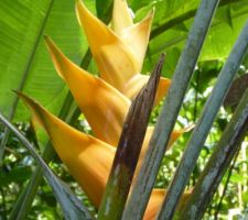 Voyage en guadeloupe