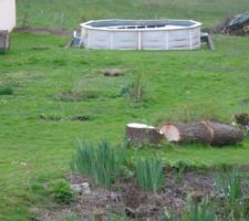 MAINTENANT IL FAUT COUPER LES TRONCS