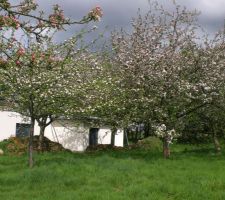 Les pommiers en fleurs !