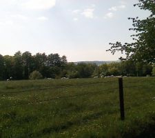Et derrière...coté jardin...le pré à vaches!!!