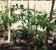 Les tomates qui poussent...