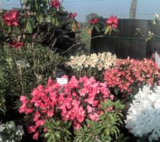 Massif de rhodos installé dans une fosse de terre de bruyère