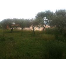 Vue de la 4eme terrasse.les arbres fruitier.
Vue vers le Nord/Est