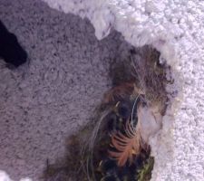 Le nid et des petits dans un des trous de la maçonnerie