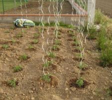 Tomates...