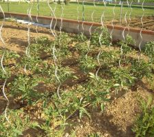 Goutte-à-goutte dans les tomates  :)