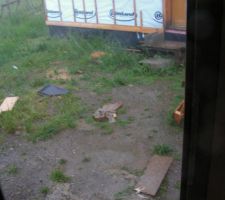 Un temps de chien !!!!!